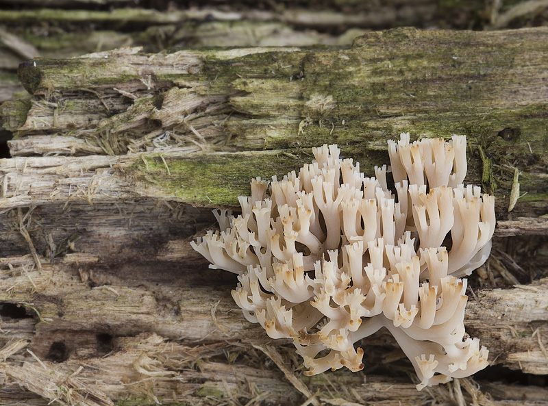 Artomyces pyxidatus